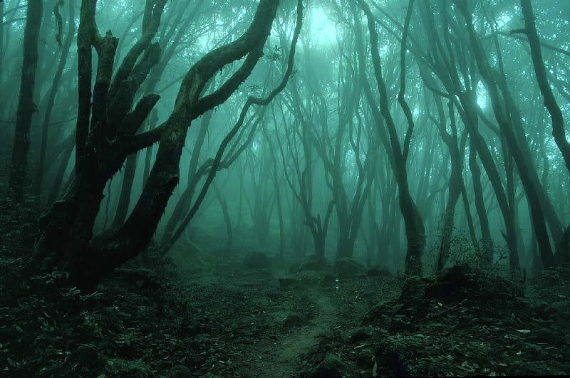 creepy-forest-1